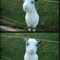 who wouldn't be happy to see a goat?