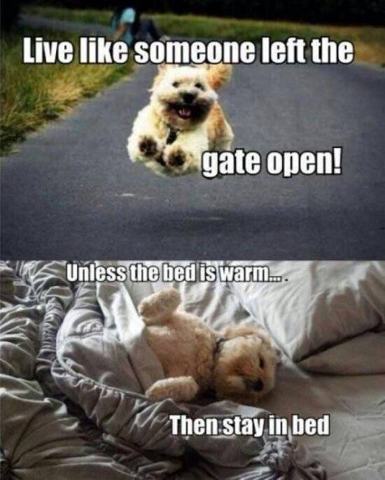 My Life Summed Up By A Dog - meme