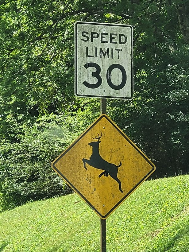 Deer in Georgia are no joke. - meme