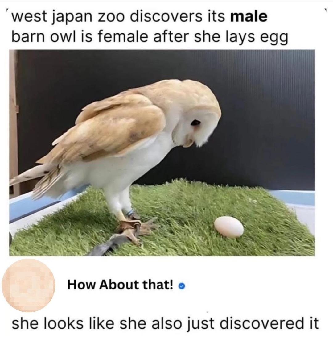 ﻿west japan zoo discovers its male barn owl is female after she lays egg How About that! she looks like she also just discovered it