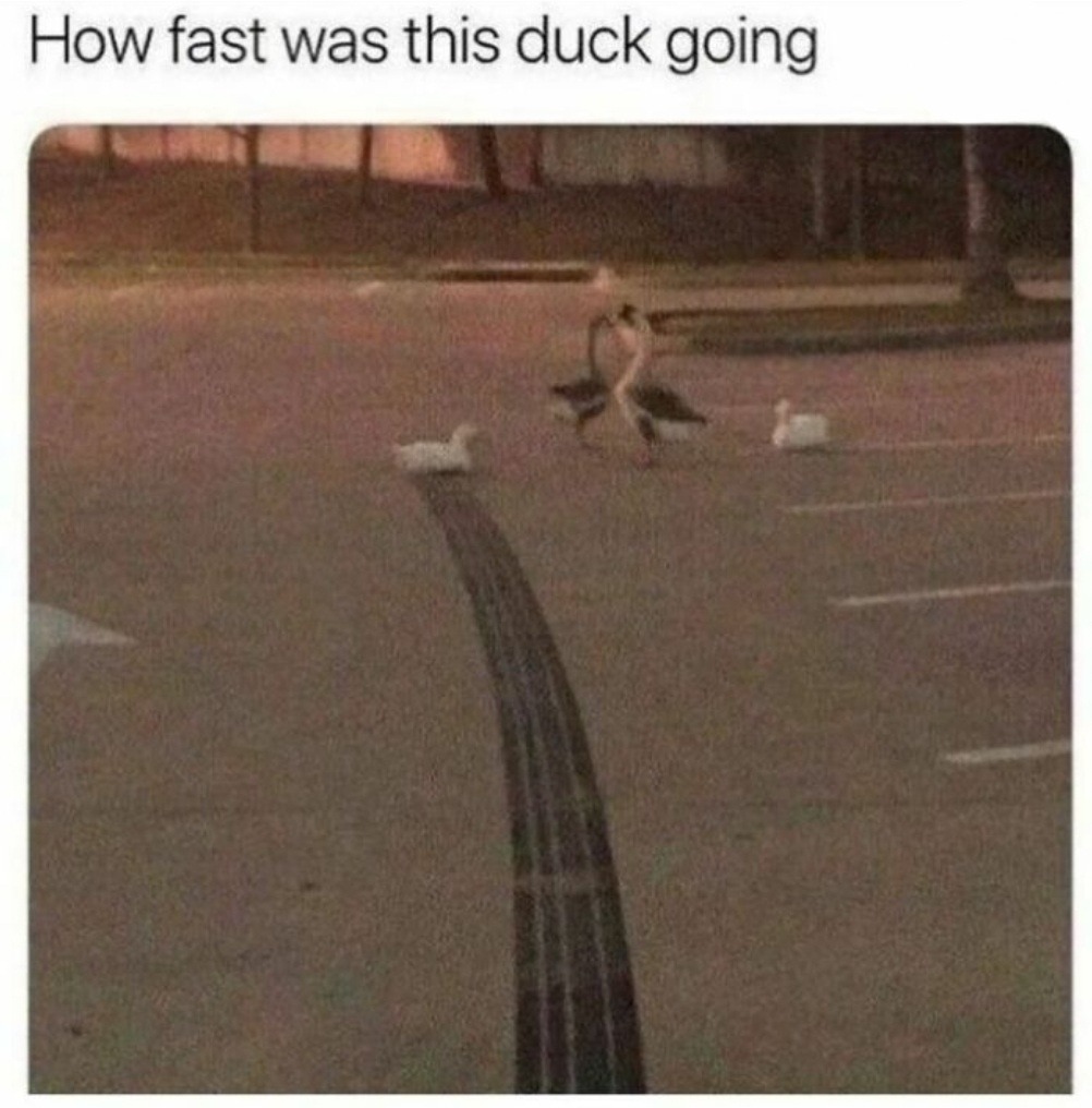 Speedy Duck - meme