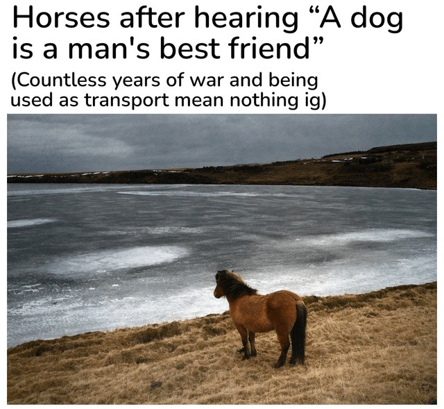 horses after all that war service just to lose bestie status to a dog - meme