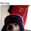 communist shiba