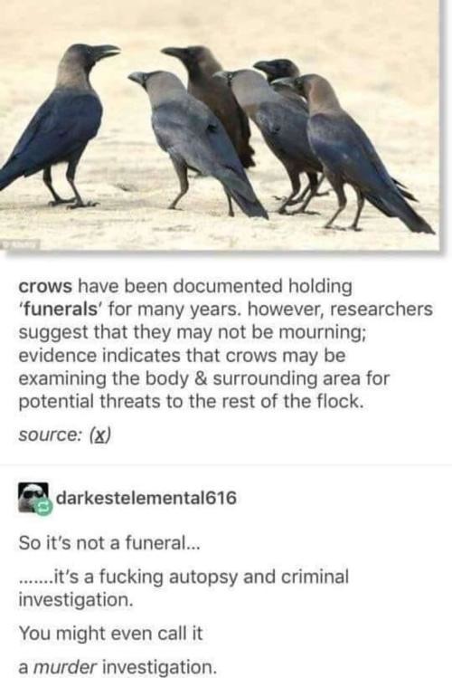 Crow Police. - meme