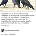 Crow Police.