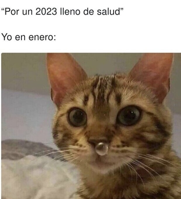 memes graciosos de gatos 2023