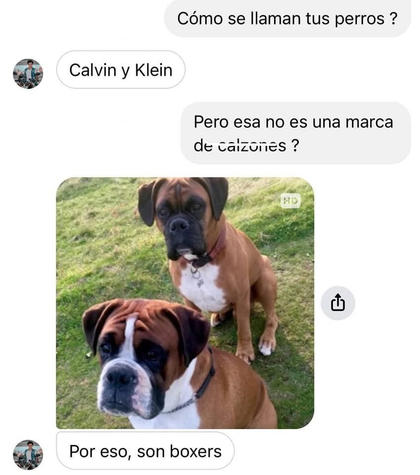 Mis perros se llaman Calvin y Klein... porque son boxers - meme