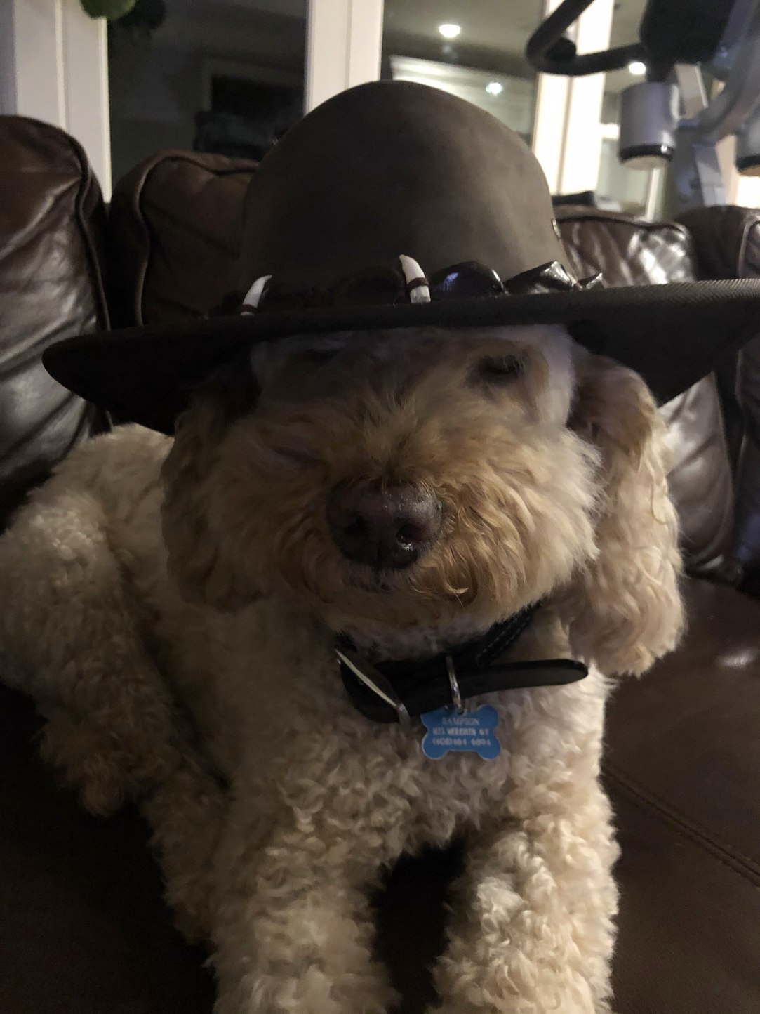 No Meme Just my dog in a hat he look grumpy because he is old.