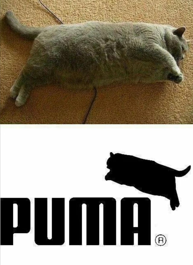 Chonky Puma - meme