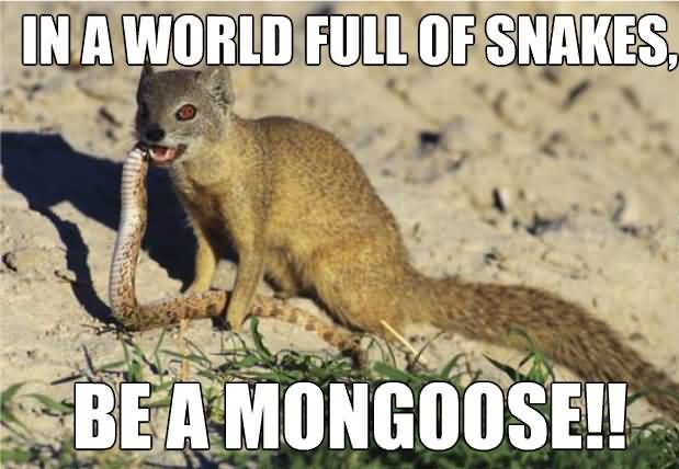 mongoose eat snek - meme