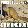 mongoose eat snek