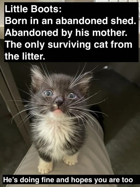 Good kitty Little Boots - meme