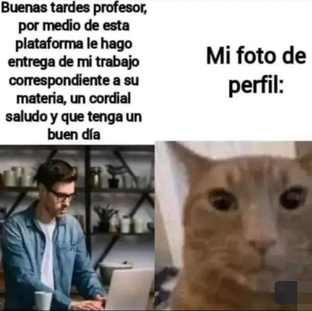 Muy educado ese gato - meme