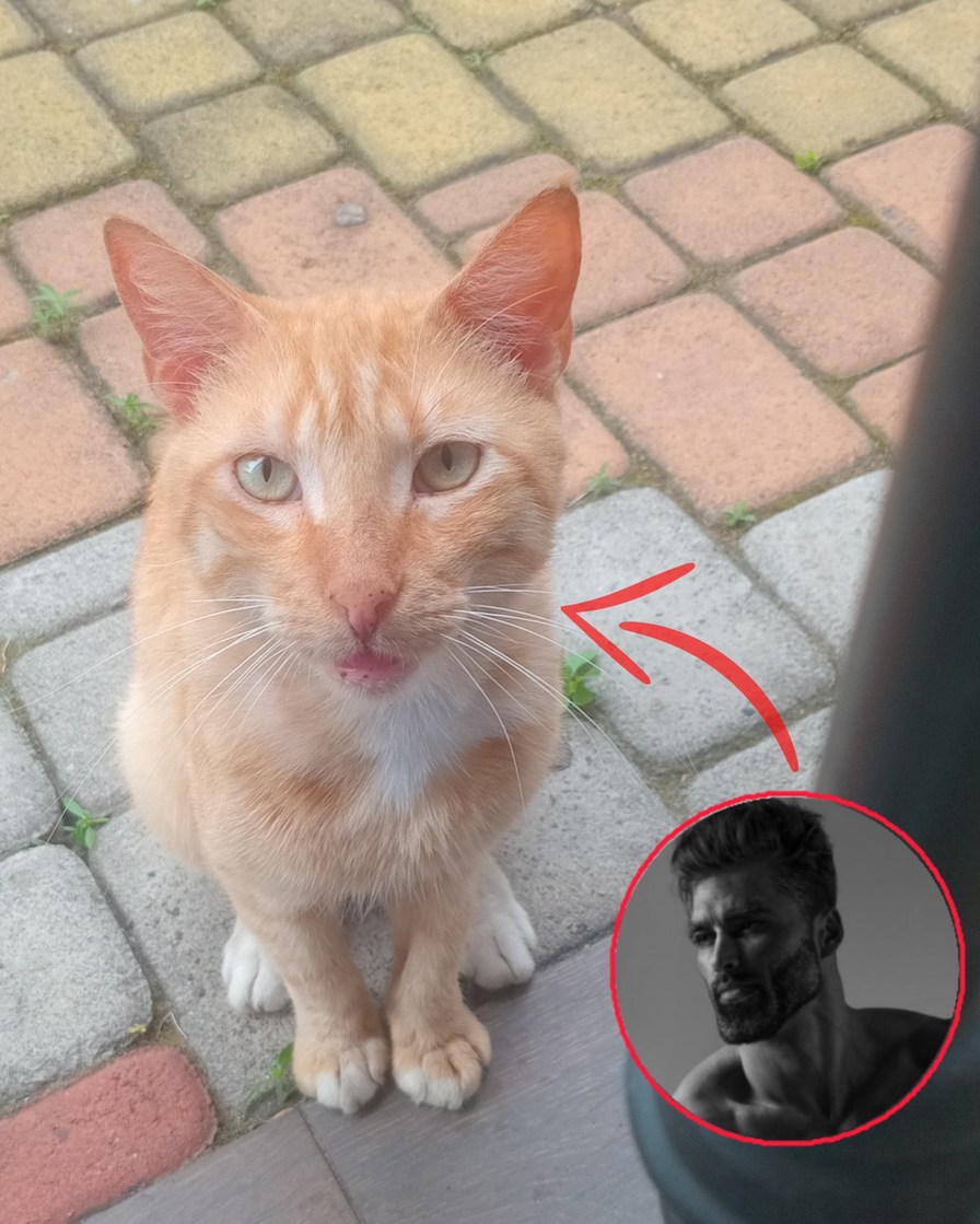Gato Chad - meme