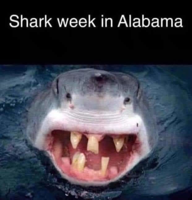 Yeehawwww shark week - meme