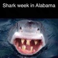 Yeehawwww shark week