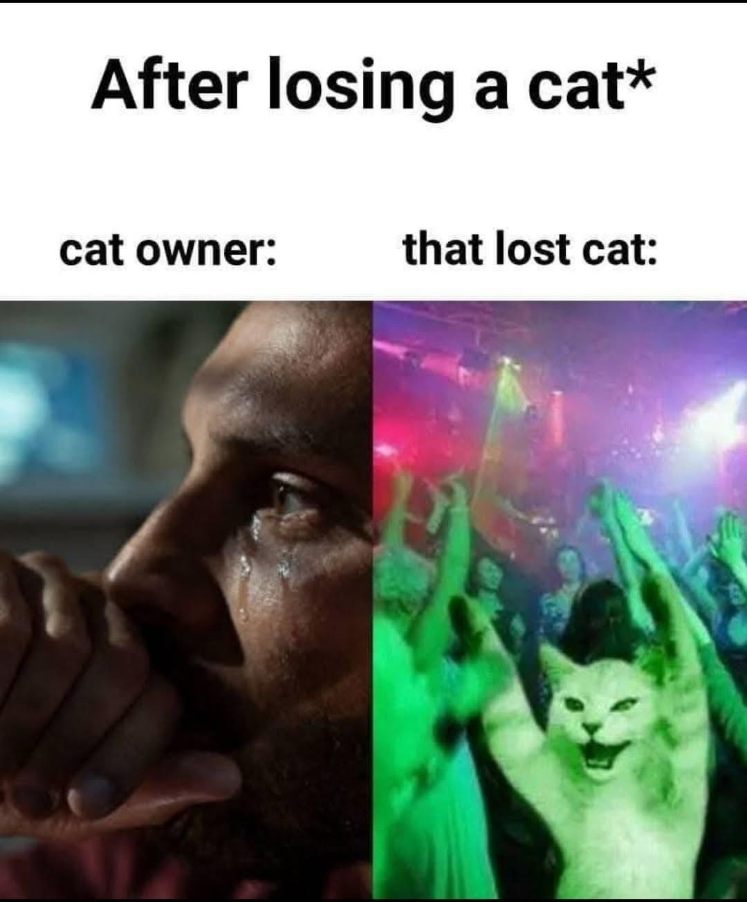 ﻿After losing a cat* cat owner: that lost cat: