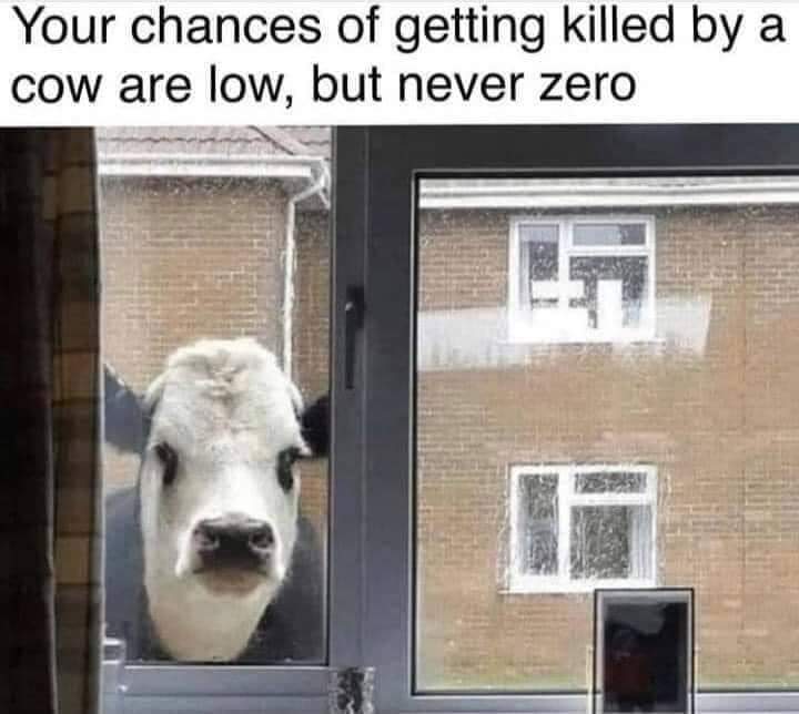 no cows allowed - meme