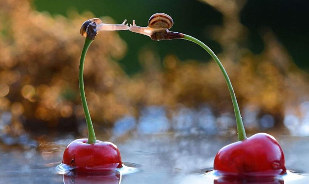 You wanna pretend we're snails and kiss on cherry stems? - meme
