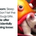 Bed Bugs :lol: