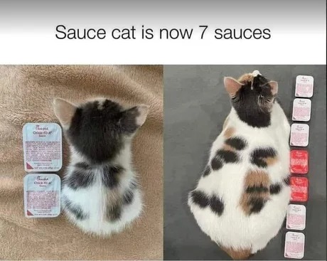 7 sauces, catto is getting big - meme