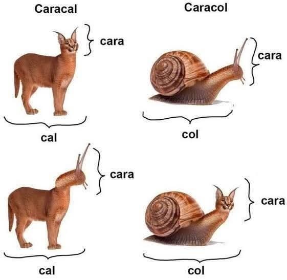 Cara-cal/col - meme