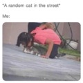 A random cat in the street meme