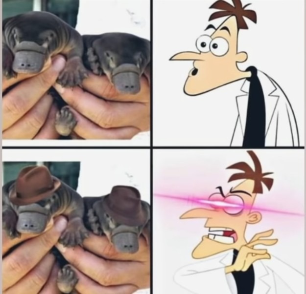 Perry el ornitorrinco! :Doofenshmirtz: - meme