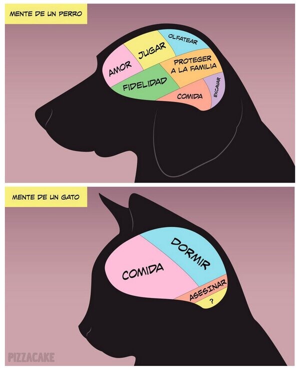 Mente de perro vs de gato - meme