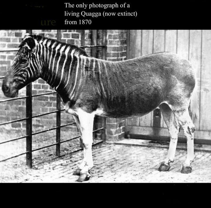 The only photograph of a living Quagga (now extinct) from 1870. - meme
