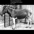 The only photograph of a living Quagga (now extinct) from 1870.