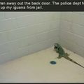 my poor iguana :(