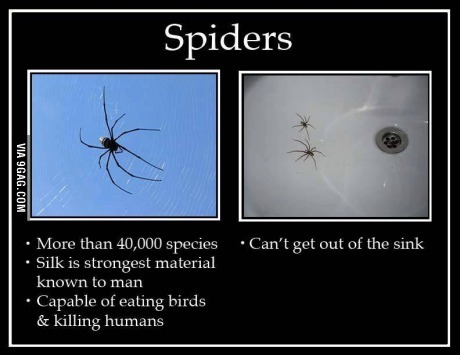 spiders. - meme