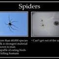 spiders.