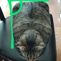 My cat Zelda is a rectangular prism.