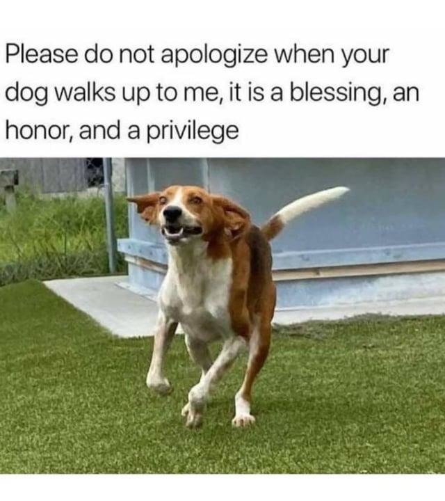 Your dog choosing me as their human is the highest honor - meme