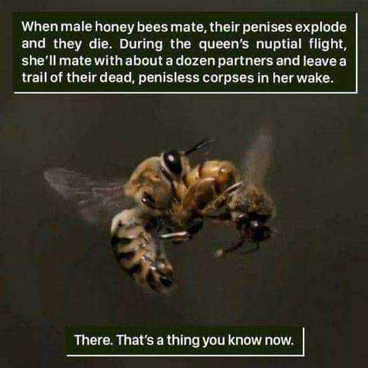 Bee facts - meme