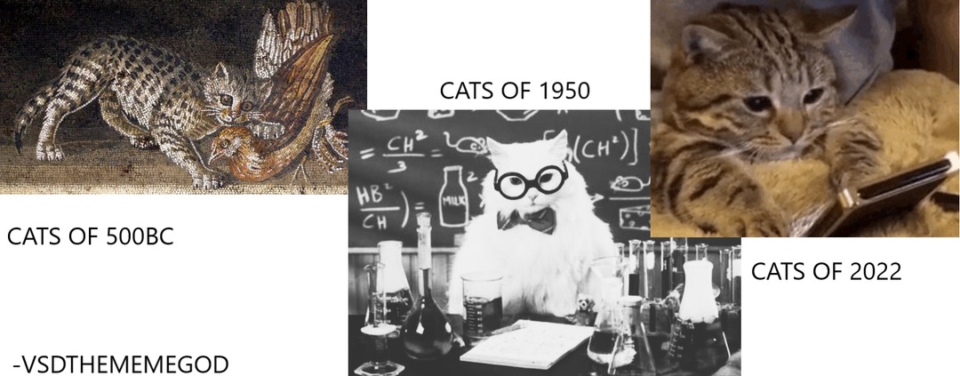 EVOLUTION OF CATS - meme