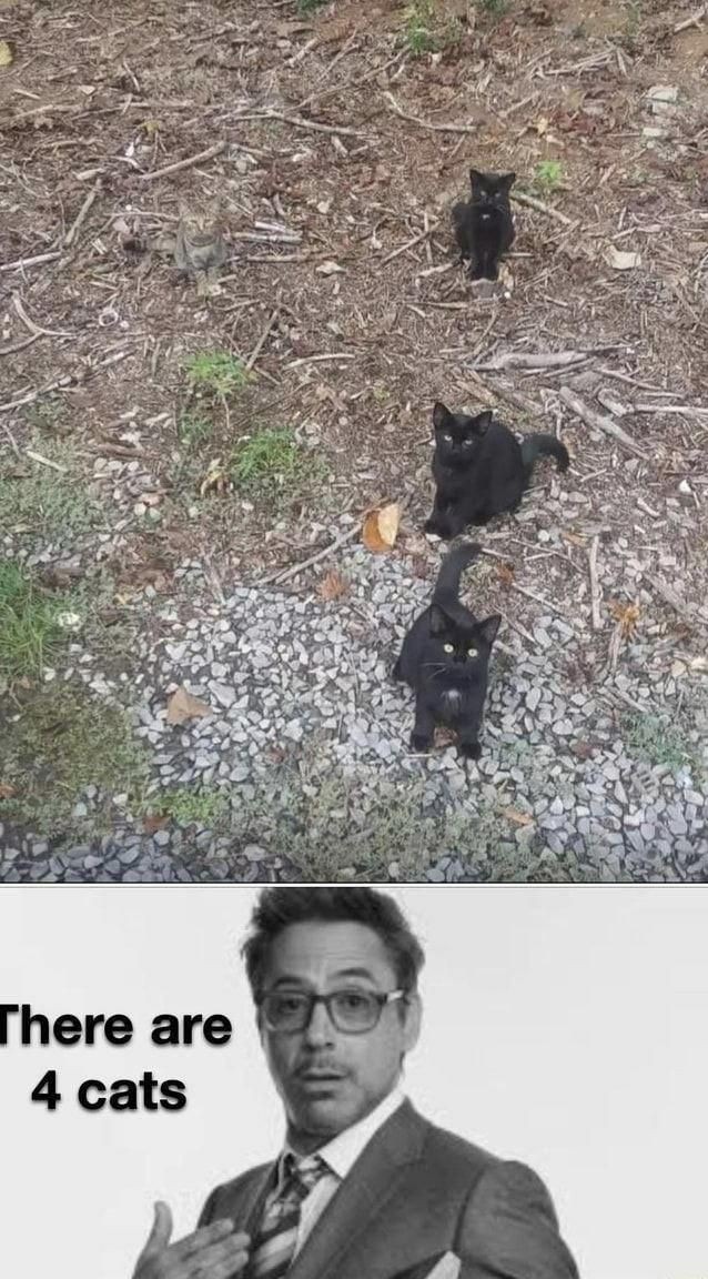 4 cats - meme