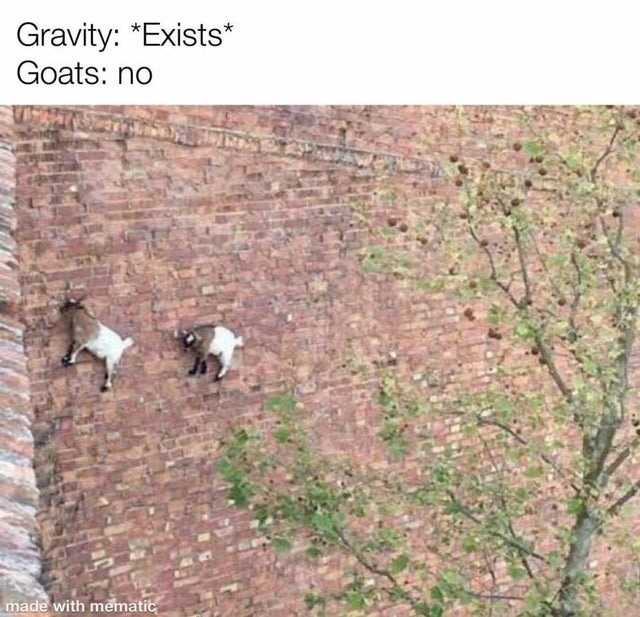 Goats free gravity - meme