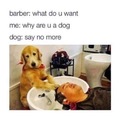 Doggo does shampoo