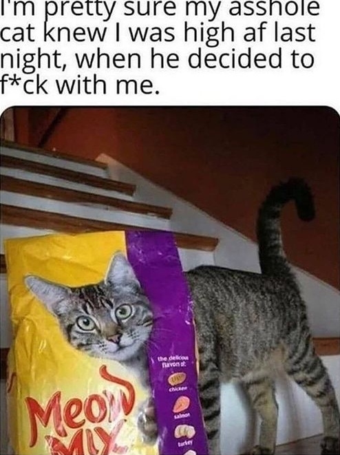 cat got the munchies - meme