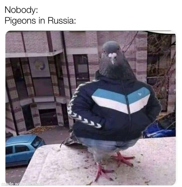 Piggeons in Russia - meme