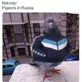 Piggeons in Russia