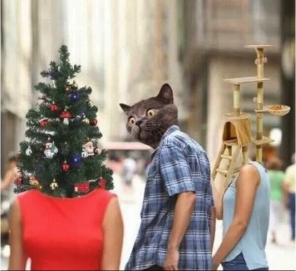 distrated gato mirando el arbolito de navidad - meme
