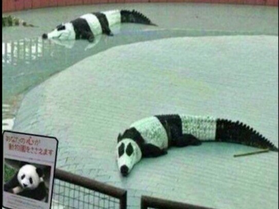 Panda cocodrile - meme