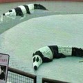 Panda cocodrile