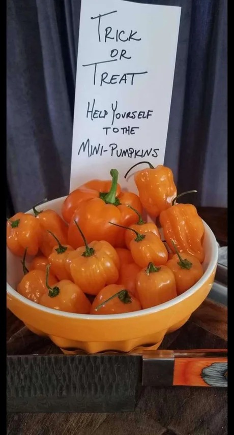 Mini-Pumpkins for halloween 2022 - meme