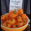 Mini-Pumpkins for halloween 2022