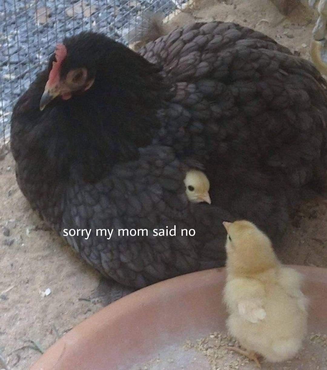 me respectfully declining because my mom said no - meme